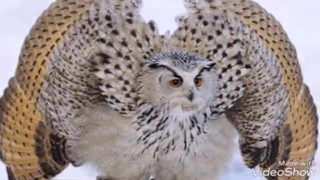 Самые опасные птицы смотреть онлайн