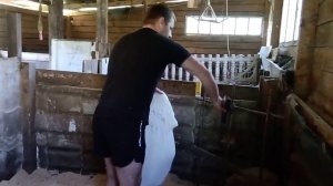 Подготовка к продаже поросят/Вес поросят в 1 месяц