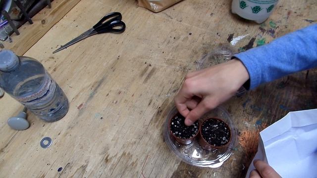 Planting Rhipsalis Baccifera cactus seeds смотреть онлайн