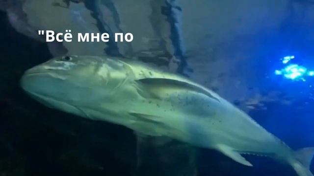 Чтобы против течения плыть смотреть онлайн