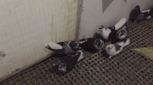 ? Часть - 2 Обзор Николаевских голубей. Обзор моей голубятни. Николаевские голуби 2019.