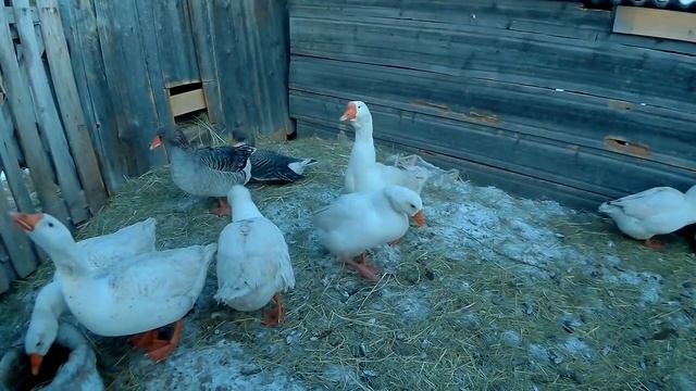 Задержать яйцекладку у гусей, КАК и Зачем // Мое хозяйство смотреть онлайн