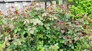 Розовые кусты в мае 2022