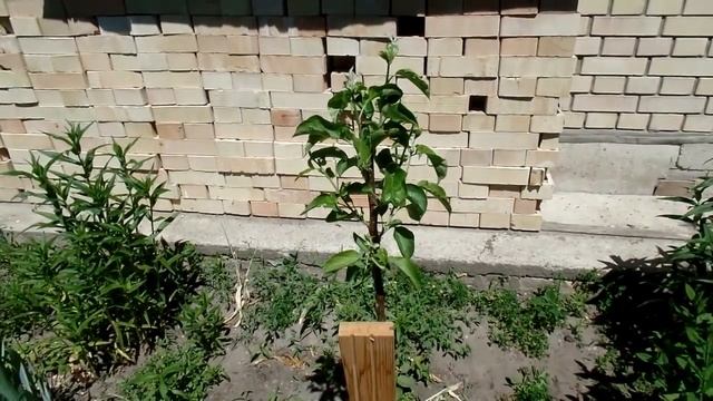 Как сформировать крону молодой яблони посаженной своими руками на даче смотреть онлайн