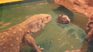 Как происходит кормление капского варана?