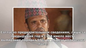 Конец света: Пророчество Эйнштейна набирает обороты: после исчезновения пчел погибнет человечеств..