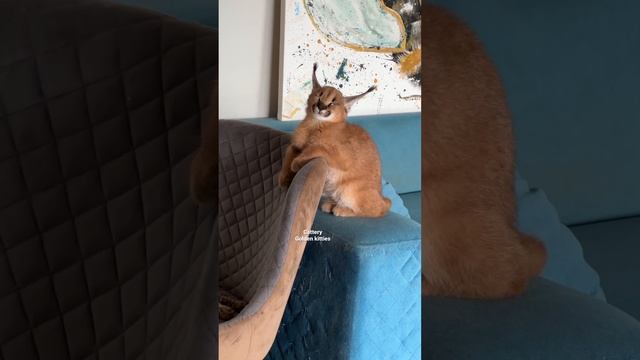 Кто спит? Я не сплю ? #cats #kitten #caracal #каракал #каракет #animal #cat #caracat #саванна