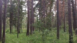 Кудряшовский бор. Красивый лес. Природа Новосибирской  области. В лесу летом.