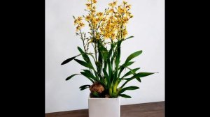 Орхидея Онцидиум : уход в домашних условиях, пересадка и виды с фото.