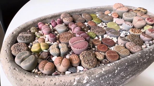 Литопсы/ Lithops. Мой субстрат для литопсов. 09.07.2023. смотреть онлайн
