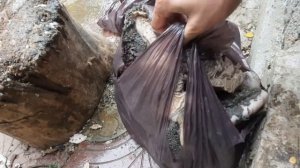 Волкодавы Кавказа. Дагестан, г Каспийск. 23 мая 2022г