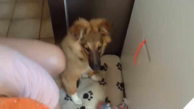 нашей собаке фрэдди стригут когти а потом Фрэдди сел печеньку#62 смотреть онлайн