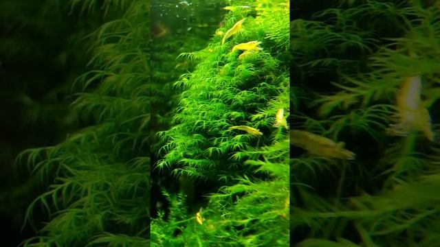 #Shorts#Moss  Moss Phoenix (Fissidens fontanus) Shrimp Yellow nen Мох Феникс Креветки "Желтый неон"