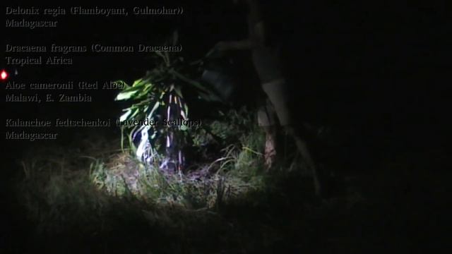 Day 72 (Night) of New Year's Planting: a self-sabotaging Delonix regia. смотреть онлайн