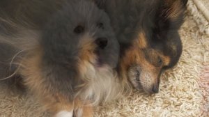 Музыка для нервных собак - успокаивающая музыка сна, глубокое расслабление музыки для вашего питомц