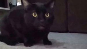 Очень смешные коты играют на инструментах и поют!