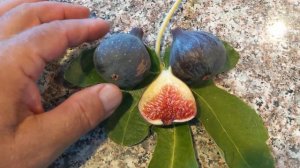 Инжир сорта Bourjasotte noire fig