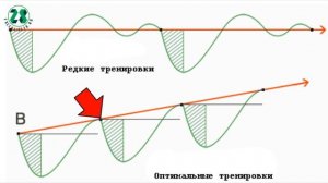 сколько раз в неделю нужно тренироваться. как набрать массу. суперкомпенсация