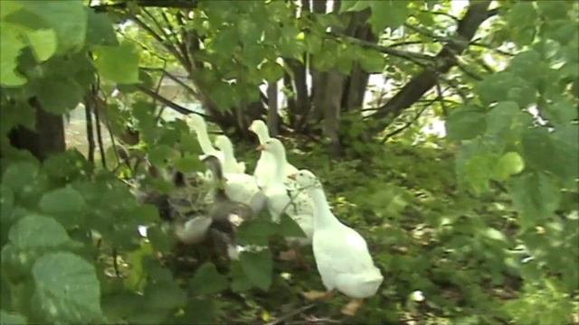 Условия содержания гусей смотреть онлайн