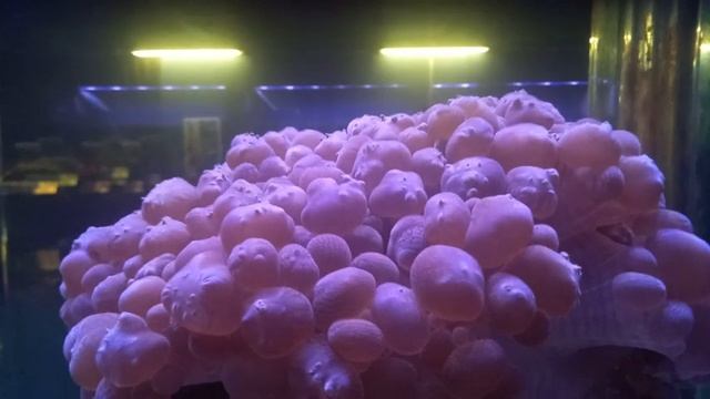 氣泡珊瑚