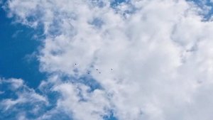 Николаевские торцовые голуби Богачев В. Н молодежь 2022 2 часть