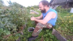 Чёрный русский боб.