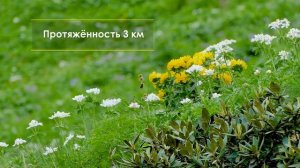 Альпийские луга. Красная Поляна
