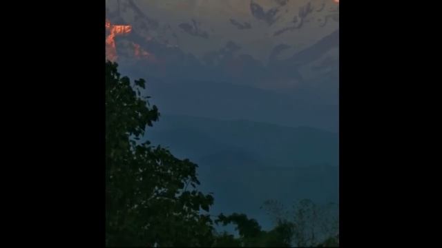 В Таджикистане предлагают зарабатывать миллионы долларов на выращивании Адамова дерева смотреть онлайн