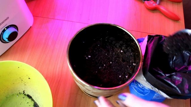 И снова манго из косточки. Подробное видео смотреть онлайн