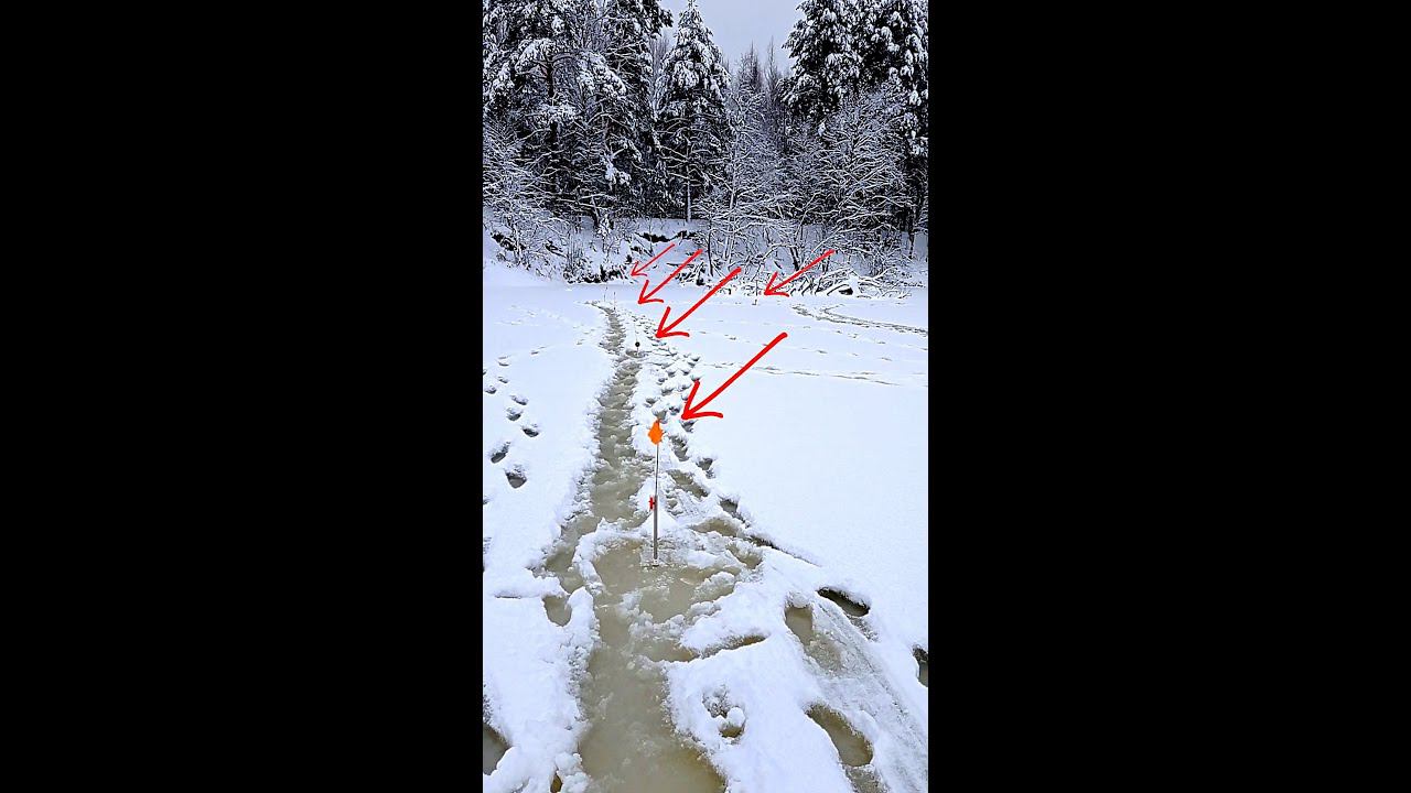 ТАКОЕ НА РЫБАЛКЕ У МЕНЯ ПЕРВЫЙ РАЗ #shorts смотреть онлайн