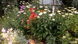 Эхинацея Белый Лебедь    #мойсад #эхинацея #изсемян # 2017