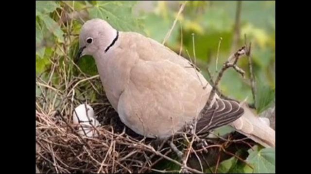 Кольчатая горлица