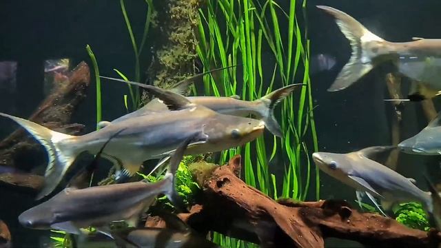 Pangasius sanitwongsei - Giant pangasius - kids смотреть онлайн