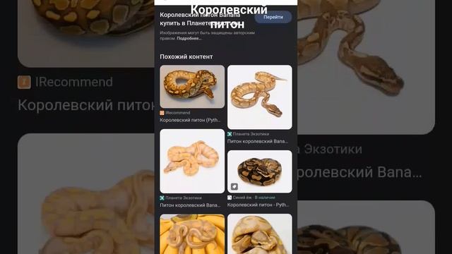 королевский питон