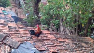 Летающие индийские петухи