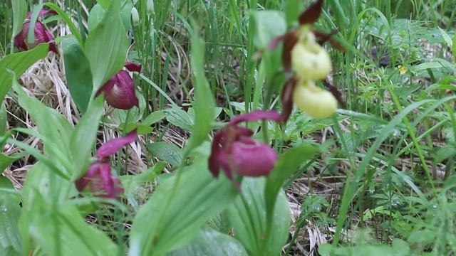 Башмачок крупноцветковый смотреть онлайн