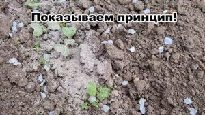 СОСЕД РАССКАЗАЛ, как вырастить редиску с ладошку и защитить от крестоцветной блошки.3 СПОСОБА борьб