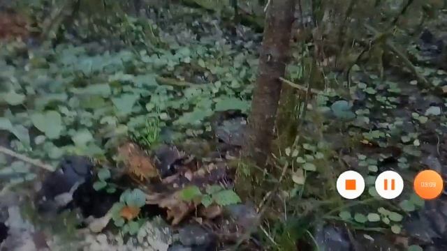 В поисках грибов. 4 августа 2019 года. Подберёзовики, подосиновики, белый гриб, польский белый и т. смотреть онлайн