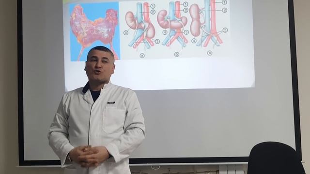 Мочевыделительная система. Почки. Нефрон. Часть 2  Urinary system part 2