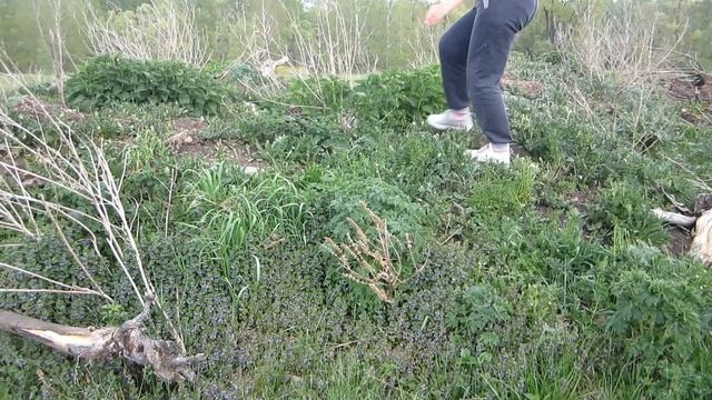 9 МАЯ (все магазины работают) ? Рецепт СОК МАЙСКОГО ЛОПУХА
