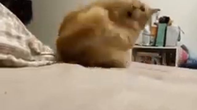 Кот выбесил сам себя😆 смотреть онлайн