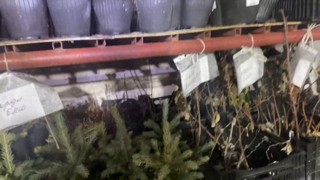 Зимовка саженцев. #саженцы смотреть онлайн