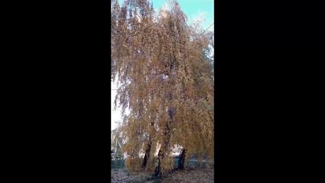 #Осень