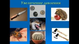 Урок Давление твердых тел