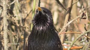 Скворец поет.  Скворец крупным планом.