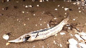 Осетр в Азовском море. Рассказываю про Азовского бычка