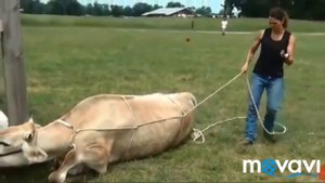 Как поднять корову если Ана не хочет вставать