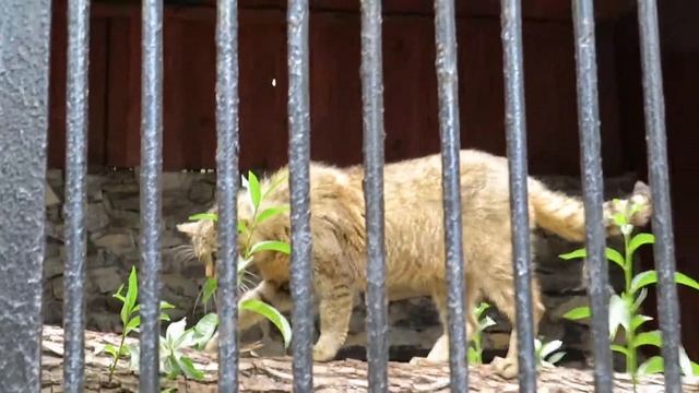 Европейский лесной кот прогуливается по бревну 31.07.2020 смотреть онлайн