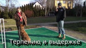 253. Как дрессировать дворняжку. Чему можно обучать беспородную собаку?