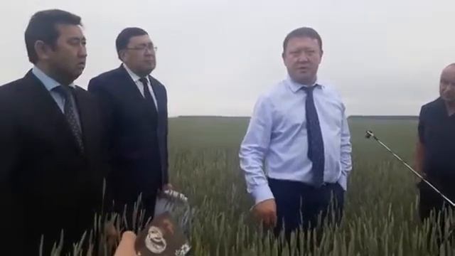 Удобрения на полях - хорошая пшеница. СКО